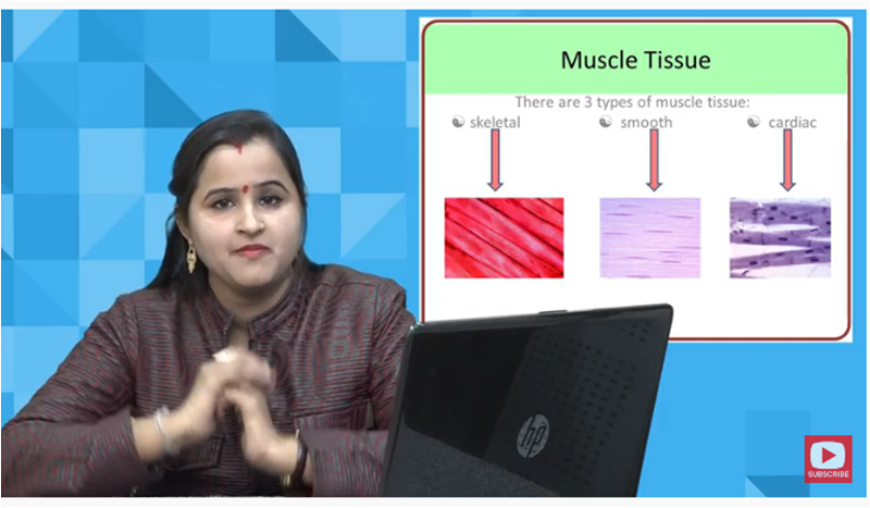 http://study.aisectonline.com/images/Muscles.png